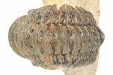 Crotalocephalina Trilobite - Lghaft, Morocco #273876-2